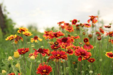 Gölün veya nehrin arka planında parlak çiçekler. Doğal yaz geçmişi. Parkta turuncu ve beyaz çiçekler. Güzel çiçek tarhı. Çiçekler yakın plan, bulanık arkaplan