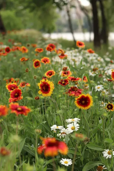 Gölün veya nehrin arka planında parlak çiçekler. Doğal yaz geçmişi. Parkta turuncu ve beyaz çiçekler. Güzel çiçek tarhı. Çiçekler yakın plan, bulanık arkaplan