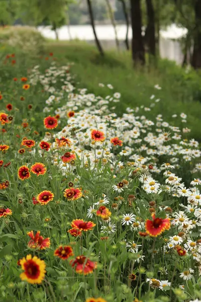Gölün veya nehrin arka planında parlak çiçekler. Doğal yaz geçmişi. Parkta turuncu ve beyaz çiçekler. Güzel çiçek tarhı. Çiçekler yakın plan, bulanık arkaplan