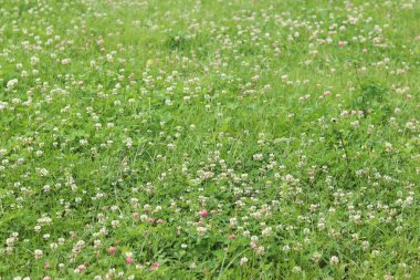 Bahçedeki çimlerin arasında çiçek açan yonca. Küçük yonca çiçekleri. Doğal yaz geçmişi. Çayırda beyaz ve pembe yoncalar açar. Seçici odaklı çiçekler