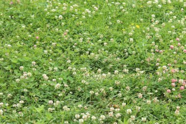 Bahçedeki çimlerin arasında çiçek açan yonca. Küçük yonca çiçekleri. Doğal yaz geçmişi. Çayırda beyaz ve pembe yoncalar açar. Seçici odaklı çiçekler