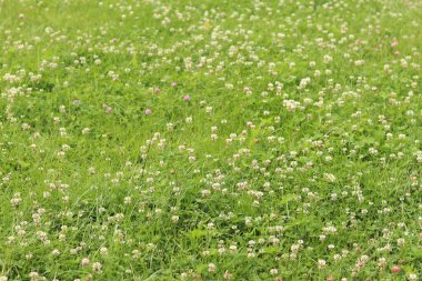 Bahçedeki çimlerin arasında çiçek açan yonca. Küçük yonca çiçekleri. Doğal yaz geçmişi. Çayırda beyaz ve pembe yoncalar açar. Seçici odaklı çiçekler