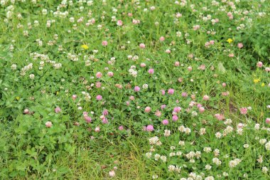 Bahçedeki çimlerin arasında çiçek açan yonca. Küçük yonca çiçekleri. Doğal yaz geçmişi. Çayırda beyaz ve pembe yoncalar açar. Seçici odaklı çiçekler