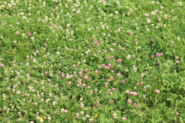 Bahçedeki çimlerin arasında çiçek açan yonca. Küçük yonca çiçekleri. Doğal yaz geçmişi. Çayırda beyaz ve pembe yoncalar açar. Seçici odaklı çiçekler
