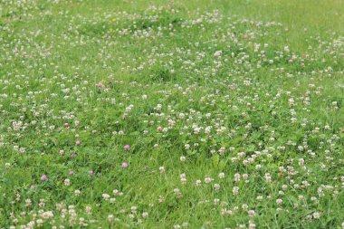 Bahçedeki çimlerin arasında çiçek açan yonca. Küçük yonca çiçekleri. Doğal yaz geçmişi. Çayırda beyaz ve pembe yoncalar açar. Seçici odaklı çiçekler