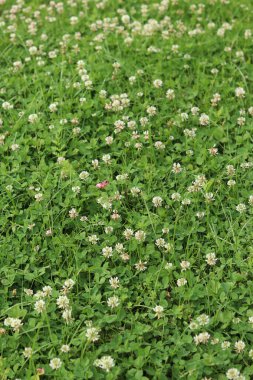 Bahçedeki çimlerin arasında çiçek açan yonca. Küçük yonca çiçekleri. Doğal yaz geçmişi. Çayırda beyaz ve pembe yoncalar açar. Seçici odaklı çiçekler