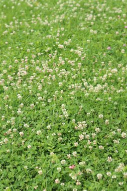 Bahçedeki çimlerin arasında çiçek açan yonca. Küçük yonca çiçekleri. Doğal yaz geçmişi. Çayırda beyaz ve pembe yoncalar açar. Seçici odaklı çiçekler