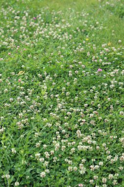 Bahçedeki çimlerin arasında çiçek açan yonca. Küçük yonca çiçekleri. Doğal yaz geçmişi. Çayırda beyaz ve pembe yoncalar açar. Seçici odaklı çiçekler