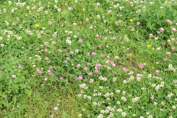 Bahçedeki çimlerin arasında çiçek açan yonca. Küçük yonca çiçekleri. Doğal yaz geçmişi. Çayırda beyaz ve pembe yoncalar açar. Seçici odaklı çiçekler