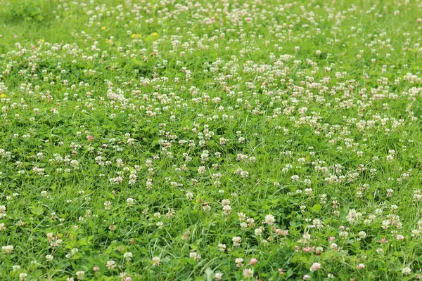 Bahçedeki çimlerin arasında çiçek açan yonca. Küçük yonca çiçekleri. Doğal yaz geçmişi. Çayırda beyaz ve pembe yoncalar açar. Seçici odaklı çiçekler