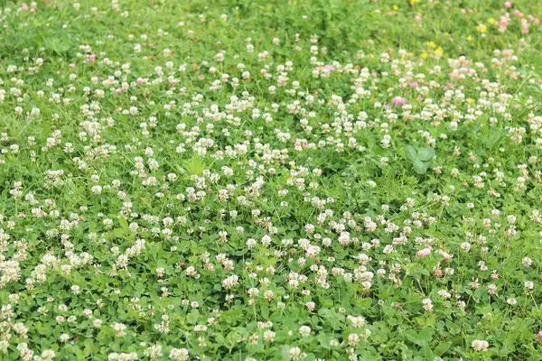 Bahçedeki çimlerin arasında çiçek açan yonca. Küçük yonca çiçekleri. Doğal yaz geçmişi. Çayırda beyaz ve pembe yoncalar açar. Seçici odaklı çiçekler