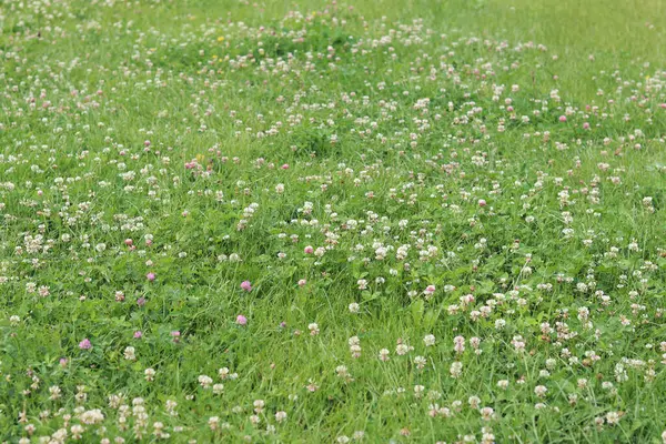 Bahçedeki çimlerin arasında çiçek açan yonca. Küçük yonca çiçekleri. Doğal yaz geçmişi. Çayırda beyaz ve pembe yoncalar açar. Seçici odaklı çiçekler