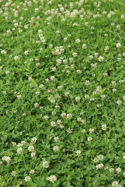 Bahçedeki çimlerin arasında çiçek açan yonca. Küçük yonca çiçekleri. Doğal yaz geçmişi. Çayırda beyaz ve pembe yoncalar açar. Seçici odaklı çiçekler