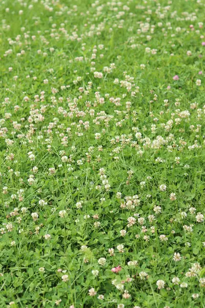 Bahçedeki çimlerin arasında çiçek açan yonca. Küçük yonca çiçekleri. Doğal yaz geçmişi. Çayırda beyaz ve pembe yoncalar açar. Seçici odaklı çiçekler