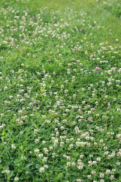 Bahçedeki çimlerin arasında çiçek açan yonca. Küçük yonca çiçekleri. Doğal yaz geçmişi. Çayırda beyaz ve pembe yoncalar açar. Seçici odaklı çiçekler