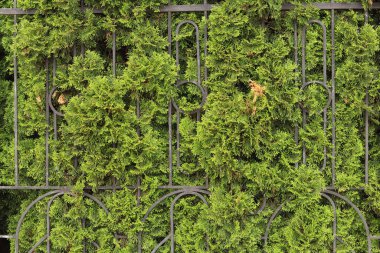 Yeşil haydutlu metal çitler, yakın plan. Geçmişi. Metal bir çitin arkasındaki yeşil thuja çiti. Metal gri çit, bir tarafı yemyeşil. Thuja dalları çitin arkasından dışarı bakıyor.