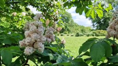 Beyaz kestane çiçekleri yakın plan. Parktaki yemyeşil yaprakların arasında beyaz kestane çiçekleri. Doğa geçmişi. Parkta çiçek açan ağaç