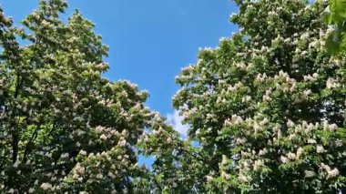 Beyaz kestane çiçekleri yakın plan. Parktaki yemyeşil yaprakların arasında beyaz kestane çiçekleri. Doğa geçmişi. Parkta çiçek açan ağaç