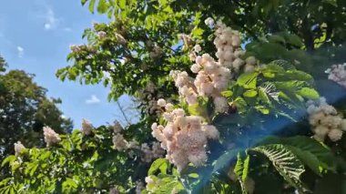 Beyaz kestane çiçekleri yakın plan. Parktaki yemyeşil yaprakların arasında beyaz kestane çiçekleri. Doğa geçmişi. Parkta çiçek açan ağaç