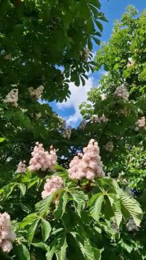 Beyaz kestane çiçekleri yakın plan. Parktaki yemyeşil yaprakların arasında beyaz kestane çiçekleri. Doğa geçmişi. Parkta çiçek açan ağaç