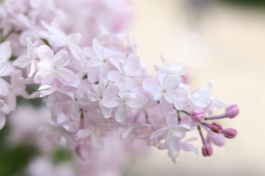Leylak çalılarının güzel hafif çiçekleri. Bahar çiçeği arkaplanı. Çiçekler seçici odaklı olarak yakın plan çekimde. Parkta ya da bahçede leylak var. Baharda doğa. Açık tonların leylağı
