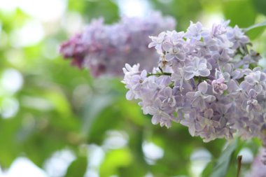 Leylak çalılarının güzel hafif çiçekleri. Bahar çiçeği arkaplanı. Çiçekler seçici odaklı olarak yakın plan çekimde. Parkta ya da bahçede leylak var. Baharda doğa. Açık tonların leylağı
