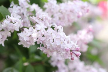 Leylak çalılarının güzel hafif çiçekleri. Bahar çiçeği arkaplanı. Çiçekler seçici odaklı olarak yakın plan çekimde. Parkta ya da bahçede leylak var. Baharda doğa. Açık tonların leylağı