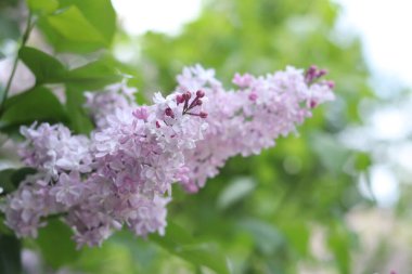 Leylak çalılarının güzel hafif çiçekleri. Bahar çiçeği arkaplanı. Çiçekler seçici odaklı olarak yakın plan çekimde. Parkta ya da bahçede leylak var. Baharda doğa. Açık tonların leylağı
