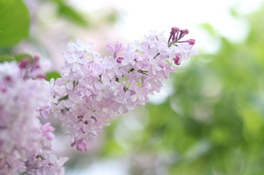 Leylak çalılarının güzel hafif çiçekleri. Bahar çiçeği arkaplanı. Çiçekler seçici odaklı olarak yakın plan çekimde. Parkta ya da bahçede leylak var. Baharda doğa. Açık tonların leylağı