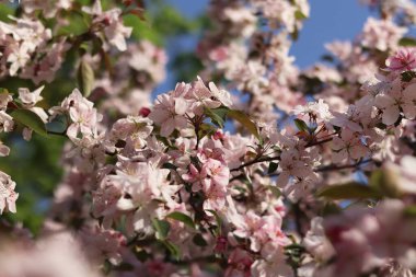 Çiçek açan süs elma ağacının yakın çekimi. Güzel elma ağacı çiçekleri. Çiçekler, taç yaprakları ve erkek organları. Bahar arka planı. Parkta çiçek açan elma ağacı. Huzurlu doğa geçmişi