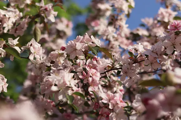 Çiçek açan süs elma ağacının yakın çekimi. Güzel elma ağacı çiçekleri. Çiçekler, taç yaprakları ve erkek organları. Bahar arka planı. Parkta çiçek açan elma ağacı. Huzurlu doğa geçmişi