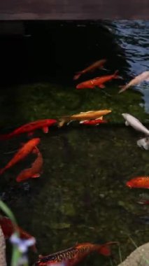 Koi sazan balığı ya da daha doğrusu brokar sazan. Parlak balıklar yapay bir gölde yüzerler. Çok renkli sazan balığı. Doğa. Göldeki parlak koi, kıyıya yakın berrak su