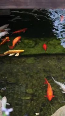 Koi sazan balığı ya da daha doğrusu brokar sazan. Parlak balıklar yapay bir gölde yüzerler. Çok renkli sazan balığı. Doğa. Göldeki parlak koi, kıyıya yakın berrak su