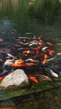 Koi sazan balığı ya da daha doğrusu brokar sazan. Parlak balıklar yapay bir gölde yüzerler. Çok renkli sazan balığı. Doğa. Göldeki parlak koi, kıyıya yakın berrak su