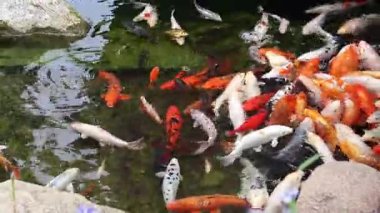 Koi sazan balığı ya da daha doğrusu brokar sazan. Parlak balıklar yapay bir gölde yüzerler. Çok renkli sazan balığı. Doğa. Göldeki parlak koi, kıyıya yakın berrak su