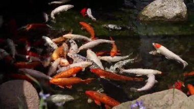 Koi sazan balığı ya da daha doğrusu brokar sazan. Parlak balıklar yapay bir gölde yüzerler. Çok renkli sazan balığı. Doğa. Göldeki parlak koi, kıyıya yakın berrak su