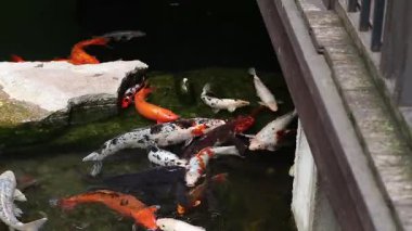 Koi sazan balığı ya da daha doğrusu brokar sazan. Parlak balıklar yapay bir gölde yüzerler. Çok renkli sazan balığı. Doğa. Göldeki parlak koi, kıyıya yakın berrak su