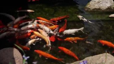 Koi sazan balığı ya da daha doğrusu brokar sazan. Parlak balıklar yapay bir gölde yüzerler. Çok renkli sazan balığı. Doğa. Göldeki parlak koi balığı, kıyıya yakın temiz su. Koi sazanı yemek yemek için büyük gruplar halinde yüzer.