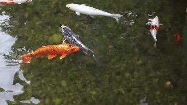 Koi sazan balığı ya da daha doğrusu brokar sazan. Parlak balıklar yapay bir gölde yüzerler. Çok renkli sazan balığı. Doğa. Göldeki parlak koi, kıyıya yakın berrak su