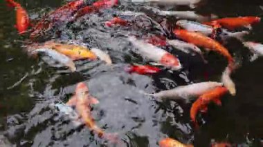 Koi sazan balığı ya da daha doğrusu brokar sazan. Parlak balıklar yapay bir gölde yüzerler. Çok renkli sazan balığı. Doğa. Göldeki parlak koi balığı, kıyıya yakın temiz su. Koi sazanı yemek yemek için büyük gruplar halinde yüzer.