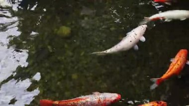 Koi sazan balığı ya da daha doğrusu brokar sazan. Parlak balıklar yapay bir gölde yüzerler. Çok renkli sazan balığı. Doğa. Göldeki parlak koi balığı, kıyıya yakın temiz su. Koi sazanı yemek yemek için büyük gruplar halinde yüzer.