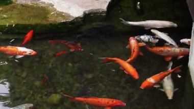 Koi sazan balığı ya da daha doğrusu brokar sazan. Parlak balıklar yapay bir gölde yüzerler. Çok renkli sazan balığı. Doğa. Göldeki parlak koi balığı, kıyıya yakın temiz su. Koi sazanı yemek yemek için büyük gruplar halinde yüzer.