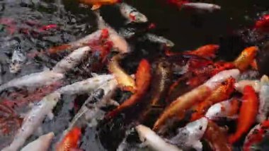 Koi sazan balığı ya da daha doğrusu brokar sazan. Parlak balıklar yapay bir gölde yüzerler. Çok renkli sazan balığı. Doğa. Göldeki parlak koi balığı, kıyıya yakın temiz su. Koi sazanı yemek yemek için büyük gruplar halinde yüzer.