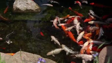 Koi sazan balığı ya da daha doğrusu brokar sazan. Parlak balıklar yapay bir gölde yüzerler. Çok renkli sazan balığı. Doğa. Göldeki parlak koi, kıyıya yakın berrak su