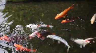 Koi sazan balığı ya da daha doğrusu brokar sazan. Parlak balıklar yapay bir gölde yüzerler. Çok renkli sazan balığı. Doğa. Göldeki parlak koi, kıyıya yakın berrak su