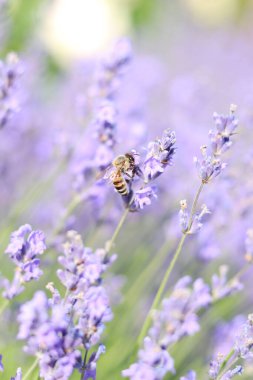 Lavanta çiçeği. Lavanta çiçekleri seçici odaklı yakın plan. Güneşli bir günde mor çiçekler. Çiftlik arazilerindeki güzel lavanta çiçekleri. Park et. Lavanta çalıları, doğa geçmişi.