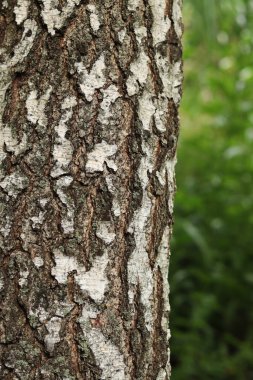 Huş ağacının gövdesine yakın çekim. Birch kabuğu. Ağaç. Doğal yaz bitkileri. Park et. Ağaç gövdesi parçası. Yazın doğa.