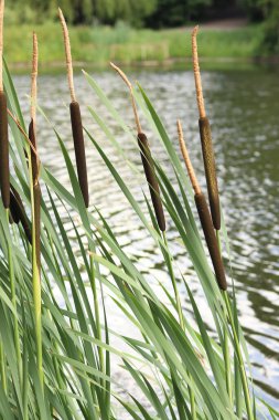Yakından çek. Kuyruk kıvrımının sapı spadix şeklinde bir şişkinlikle, uzun yapraklarla bitiyor. Bir gölün arka planında kuyruk var, göl. Doğal yaz geçmişi. Bitki arkaplanı
