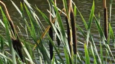Bir gölün arka planında kuyruk var, göl. Doğal yaz geçmişi. Bitki arkaplanı. Yakından çek. Kuyruk kuyruğunun gövdesi, uzun yapraklı, spadix şeklinde bir şişkinlikle sona erer.