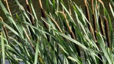 Bir gölün arka planında kuyruk var, göl. Doğal yaz geçmişi. Bitki arkaplanı. Yakından çek. Kuyruk kuyruğunun gövdesi, uzun yapraklı, spadix şeklinde bir şişkinlikle sona erer.